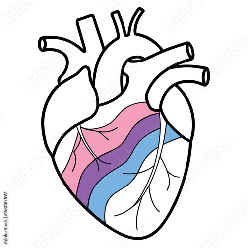 Symbolic representation of human heart with bi pride flag colors flowing through chambers