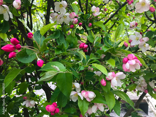Branching tree with clustered white flowers and warm seasonal light tones Soft petals burst across leafy twigs in full spring bloom under morning sun