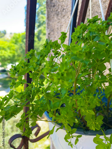 Verdant plant in structured pot surrounded by softened depth of field Subtle leaf textures and supporting metal form a gentle focal vignette
