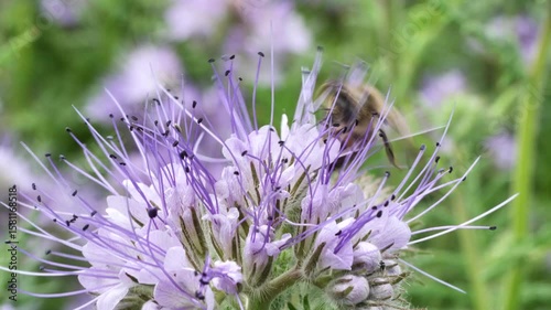 Bees collect nectar and pollen from phacelia flowers.