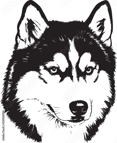 Realistic husky dog face in engraved tattoo style black and white only