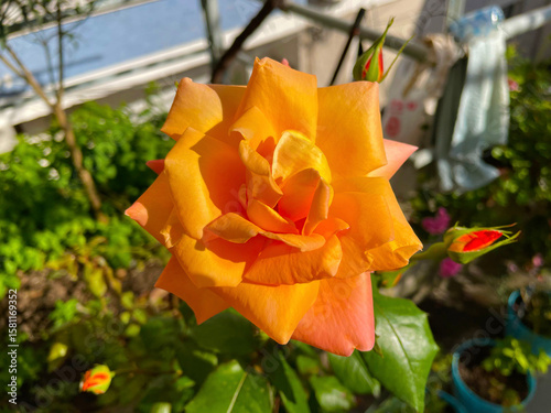 Orange rose in bloom with curled petals and surrounding green foliage in soft light Warm-toned petals open delicately above textured leaves, capturing seasonal grace in natural detail