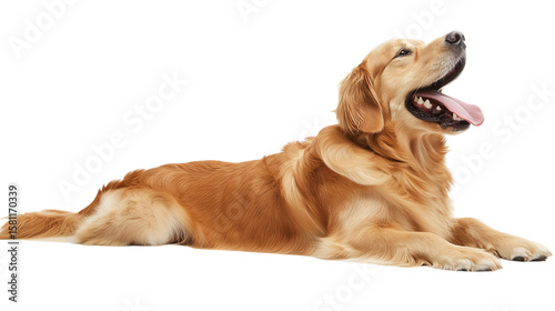 Golden Retriever Dog Lying Down isolated on a transparent background