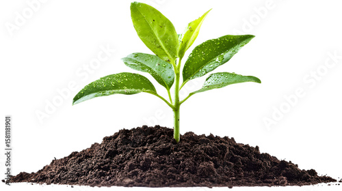Seedling Emerging Freshly From Soil Symbolizing Growth And New Beginnings