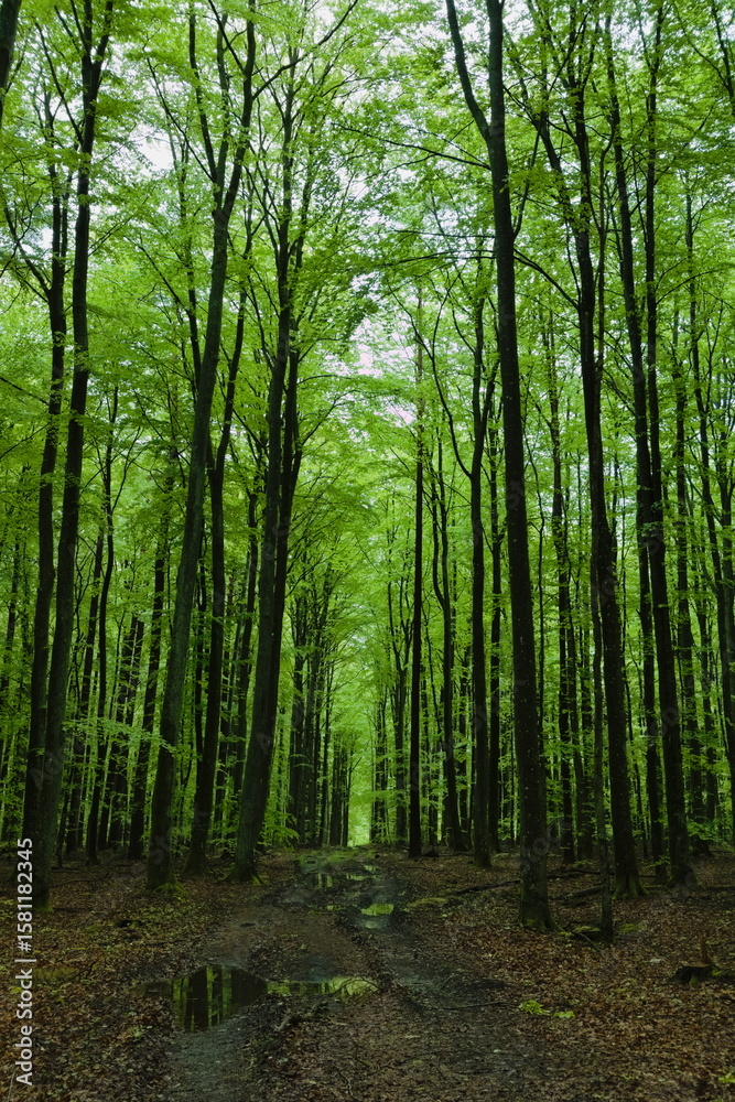 Fototapeta premium European deciduous forest in spring