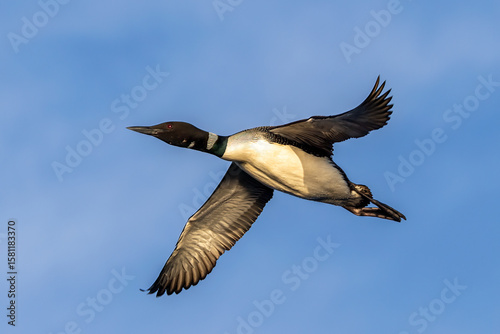 Common Loon adult in flight taken in central MN