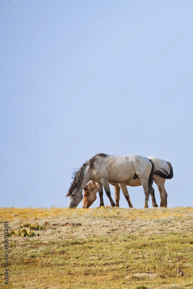 Fototapeta premium Wild horses at theodore roosevelt national park, North Dakota, USA