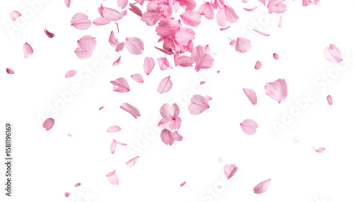 pink petal falling dancing isolated on transparent png