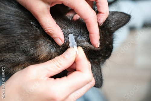 Close-up of hands applying spot-on flea and tick medication to nape of a dark-furred cat's neck, emphasizing precise pet healthcare