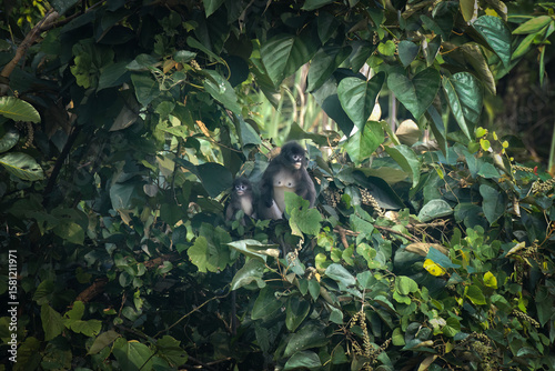 Papier peint Phayre's leaf monkey (Trachypithecus phayrei), also known as Phayre's langur, is