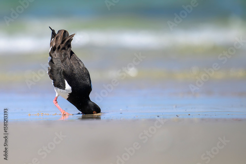 austernfischer haematopus ostralegus oystercatcher