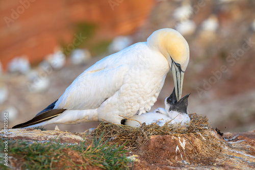basstölpel sula bassana gannet