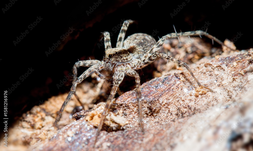 Fototapeta premium spider on a wood