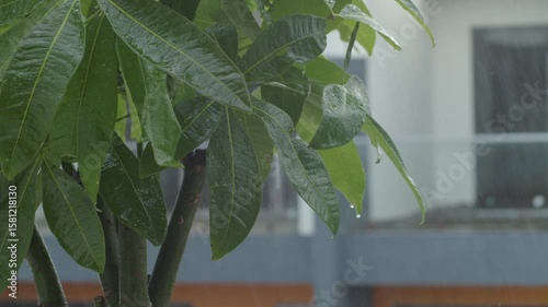 Heavy rain shower on lush green leaves in environment. Water droplets forming and sliding down plant surface. Calm and refreshing natural background. Perfect for relaxation,