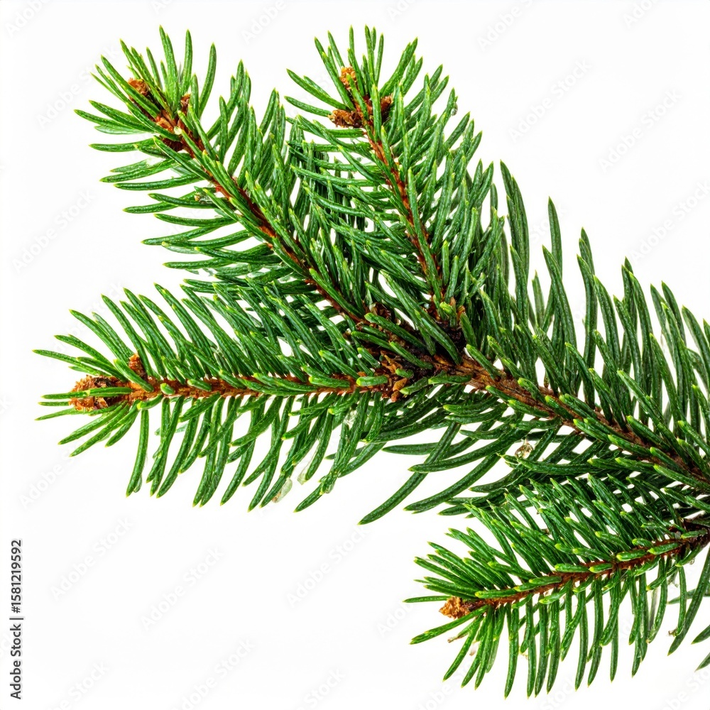Fototapeta premium Isolated Green Fir Branch Against White Background for Decoration and Holiday