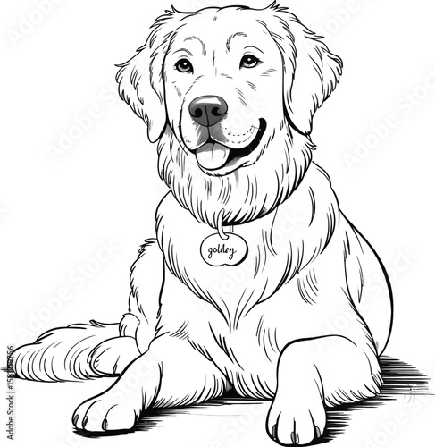 Relaxed Golden Retriever sitting gracefully with curled tail on textured rug, black and white vector for home decor