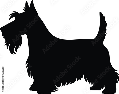 Scottish Terrier silhouette with distinct beard and upright tail, isolated black and white vector illustration