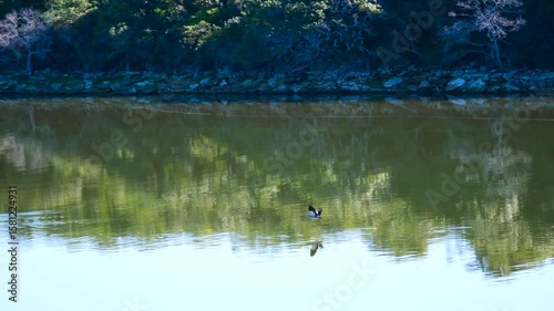 Bird flying low over water in a river with reflection on the water 4k video