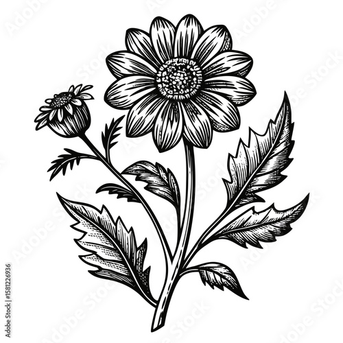 Wild Flowers Line Drawing Style