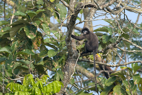 monkey_PAP9069.jpg