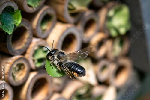 Patchwork leaf cutter bee, Megachile centuncularis, flying into nest with part of a honeysuckle leaf