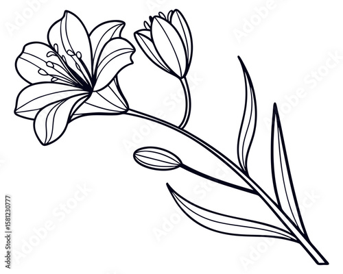 Wild Flower Blossom Single Bloom on White Background