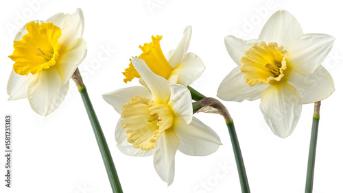 Vibrant yellow narcissus flowers with green stems and leaves isolated on a clean white background, showcasing their natural spring beauty