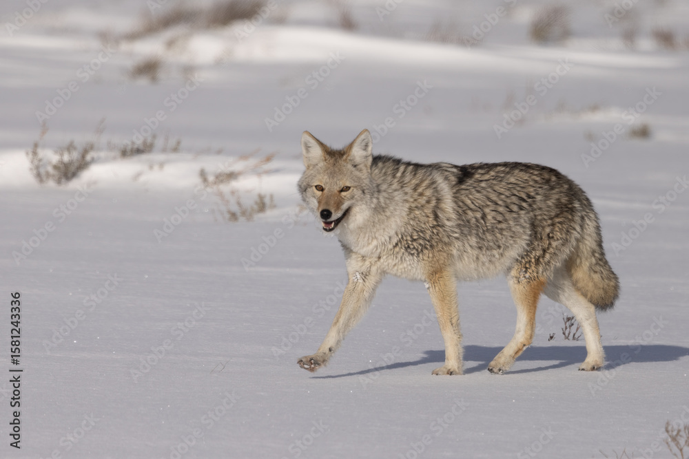 Obraz premium Coyote in snow taken in Yellowstone NP