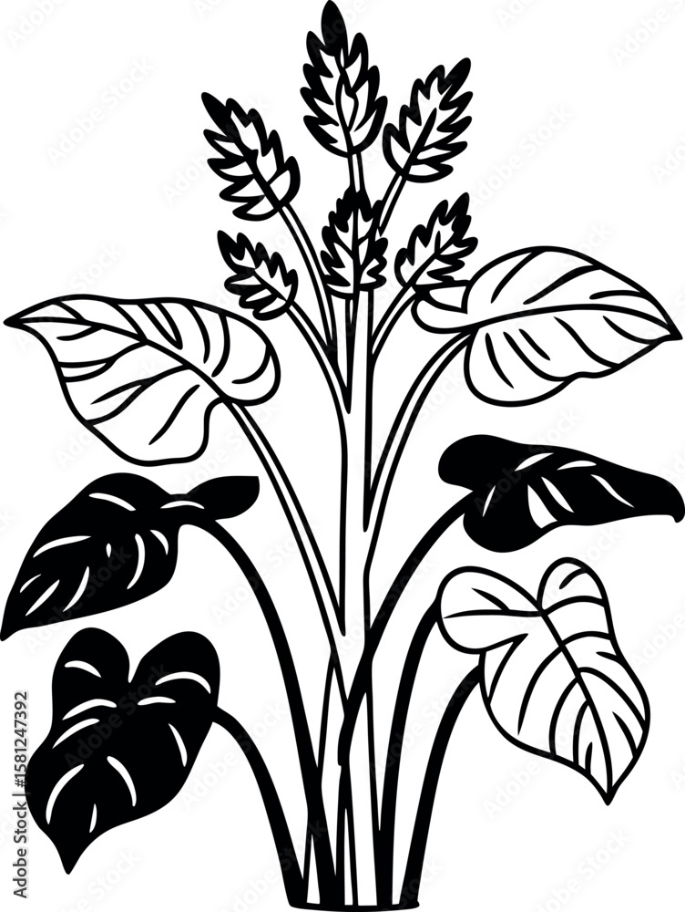 Arrowroot Botanical Vector Illustration for Nature Themes Arrowroot Botanical Vector Illustration for Nature Themes