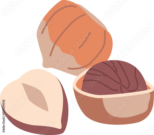 Hazelnut whole, halved, peeled vector illustration