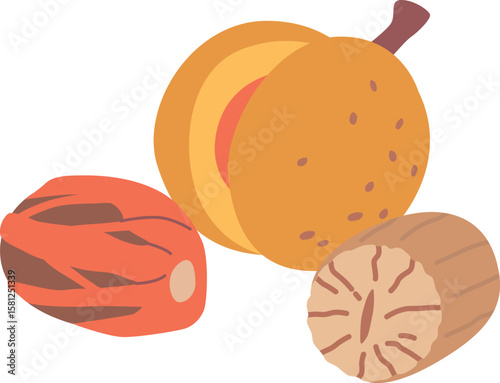 Nutmeg nut crop vector illustration