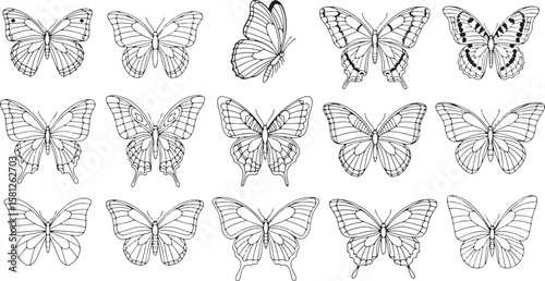 Collection of detailed black line art butterfly illustrations isolated on white background isolated on transparent background silhouette