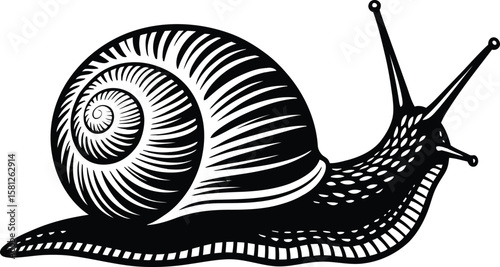 Detailed black silhouette of a garden snail isolated on white background