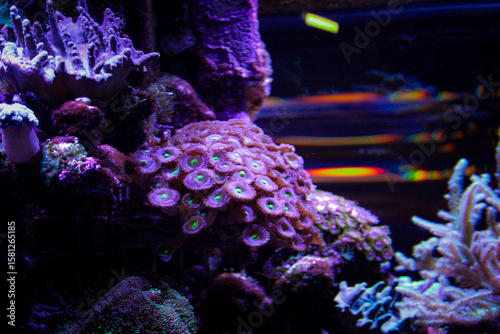 Fototapeta Naklejka Na Ścianę i Meble -  Coral reef aquarium tank photo