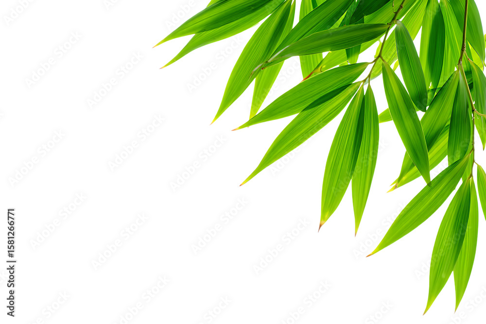 Naklejka premium bamboo leaves isolated on white