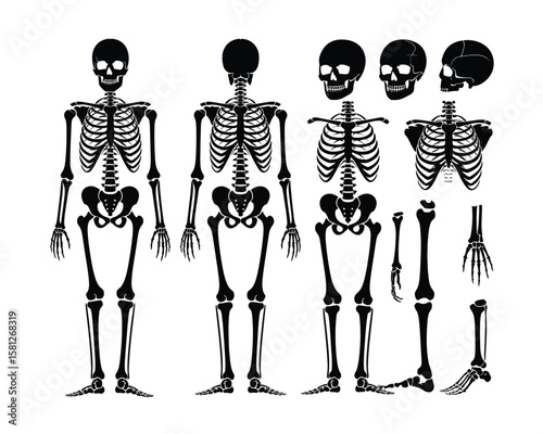 Black Silhouette Skeleton Anatomy – Human Skeletal System with Individual Bone Elements and Full Body Views in White Background Medical Style