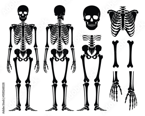 Human Skeleton Anatomy Illustration – Front and Back Full Body Views with Detailed Skull, Ribcage, Hand, Foot, and Limb Bones in Black Silhouette on White