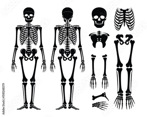 Anatomical Human Skeleton Diagram – Complete Skeletal System with Full Views and Isolated Bone Structures in Black Silhouette Style