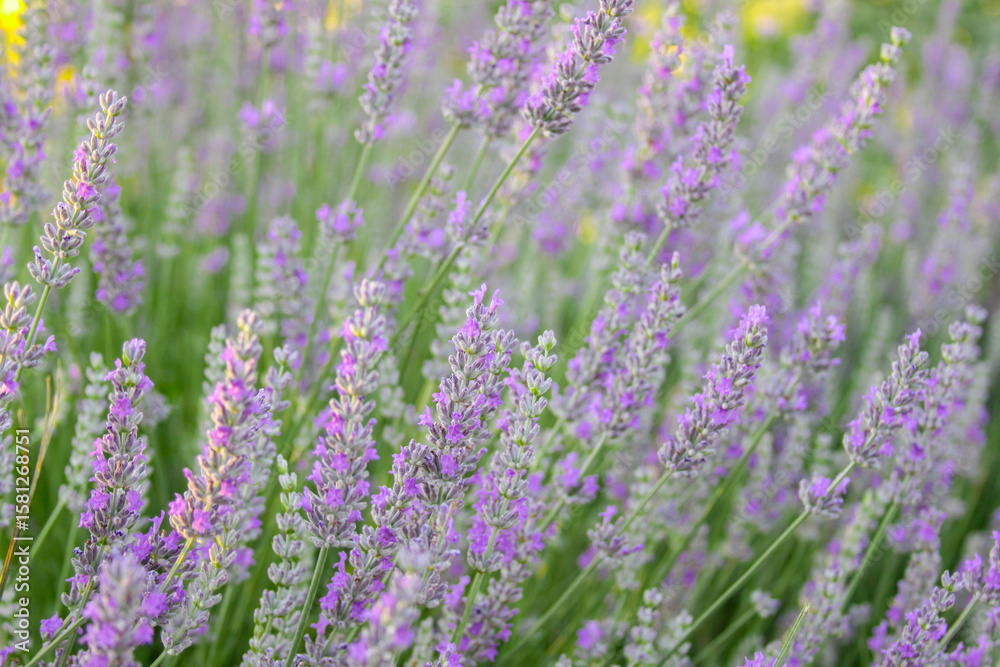Blooming lavender flowers in a scenic field, symbolizing calm and natural beauty Blooming lavender flowers in a scenic field, symbolizing calm and natural beauty