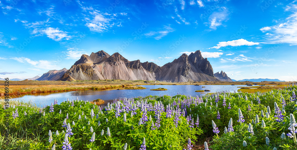 custom made wallpaper toronto digitalAmazing  sunny day and lupine flowers on Stokksnes cape in Iceland.