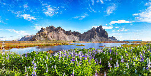 Fototapeta Naklejka Na Ścianę i Meble -  Amazing  sunny day and lupine flowers on Stokksnes cape in Iceland.