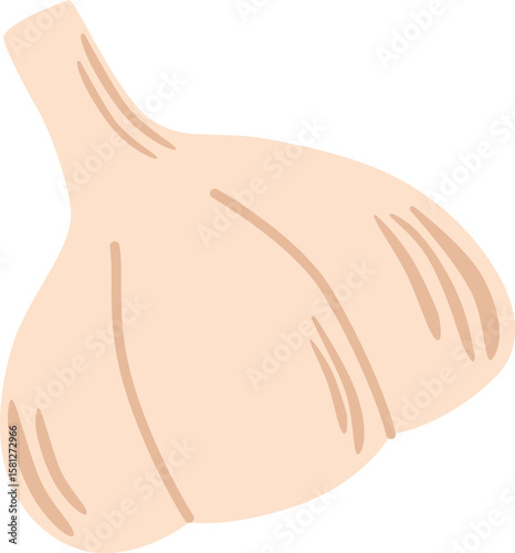 Garlic vegetable condiment vector illustration