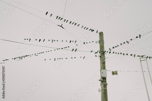 high voltage power lines with birds