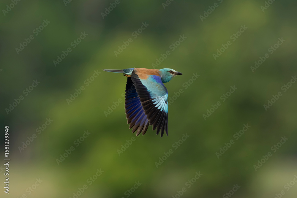 Obraz premium Adult male European roller (Coracias garrulus) in flight, found in Hungary, Kiskunsagi National Park