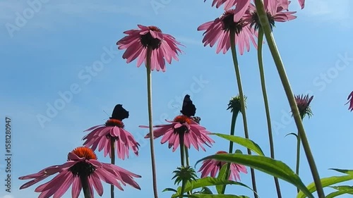 Pink flowers of Echinacea purpurea, Eastern purple coneflower, butterflies Vanessa atalanta, Red admiral and Aglais io, European peacock, birds in flight, blue sunny sky on summer - slow motion.