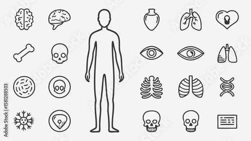 Thirty Thin Line Art Icons Depicting Human Anatomy Organs Bones and Genetic Symbols in Black on White Background