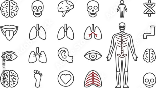 Thirty Thin Line Art Icons Depicting Human Anatomy Organs Skeletal System and D N A Detailed Gray and Maroon Linear Illustrations on White
