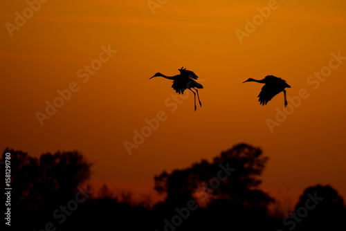 Sandhill Crane at sunset taken in western Wisconsin