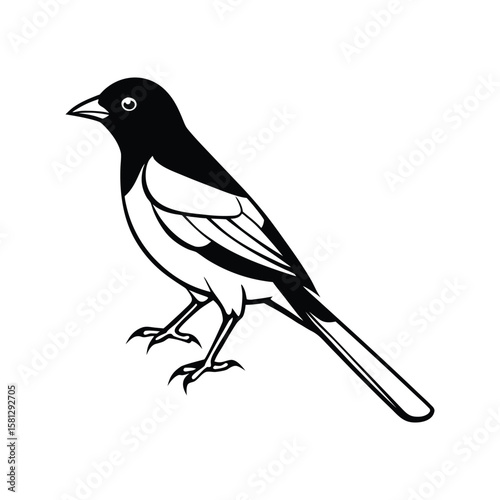 An oriole line art silhouette vector illustration on white background