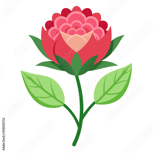 Rest harrow flower on white background